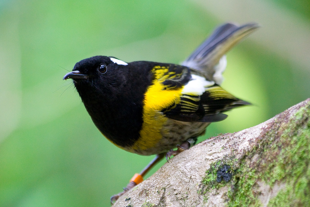 Pretty Stitchbird