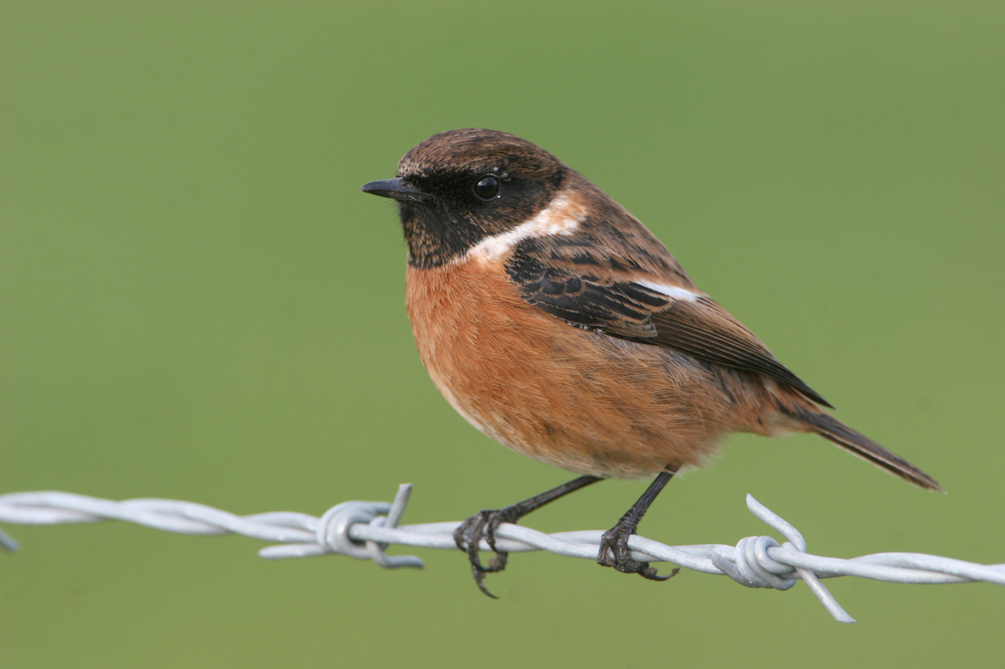 Stonechat