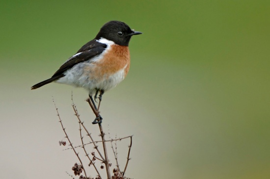 Pretty Stonechat