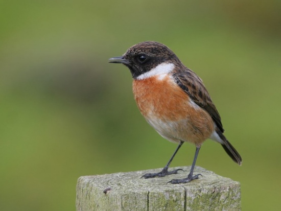 Pretty Stonechat