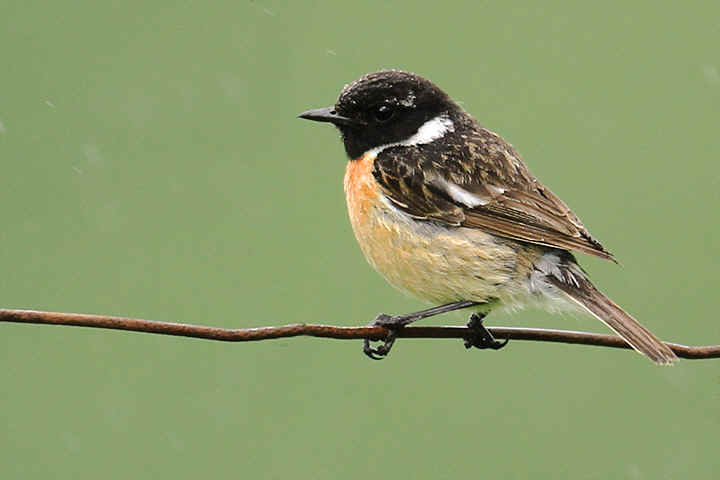 Pretty Stonechat