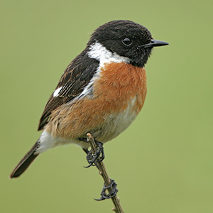 Pretty Stonechat