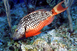 Stoplight parrotfish