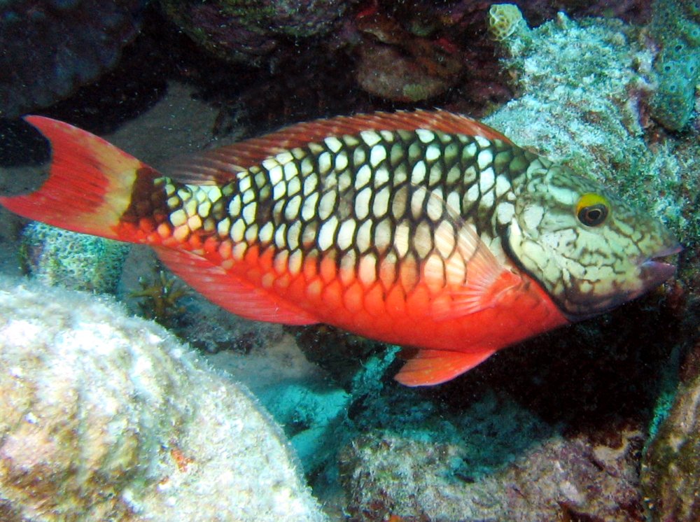 Pretty Stoplight parrotfish