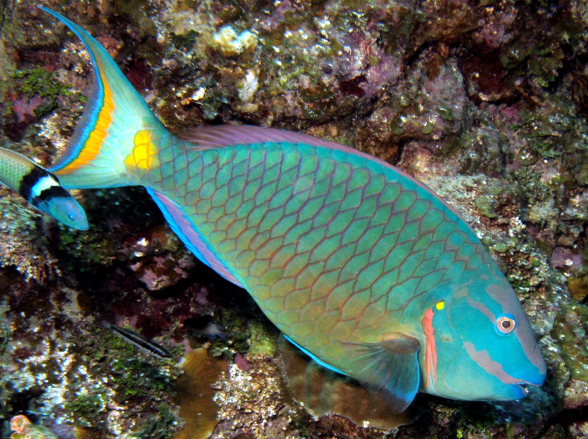 Pretty Stoplight parrotfish