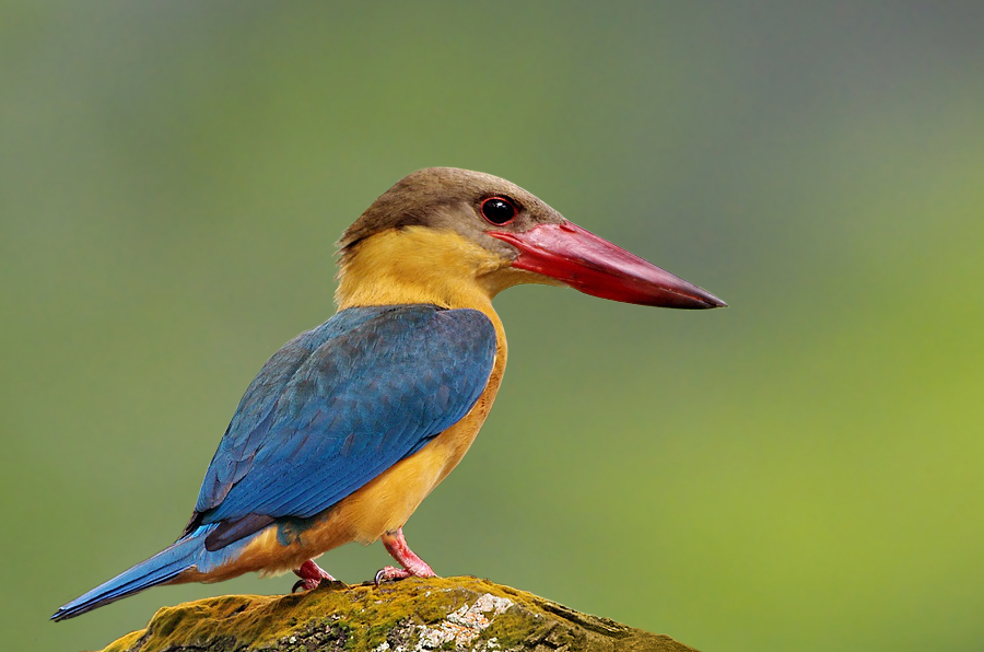 Stork-billed kingfisher