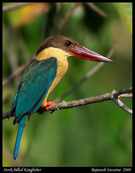 Pretty Stork-billed kingfisher