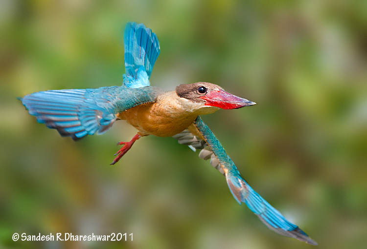 Pretty Stork-billed kingfisher