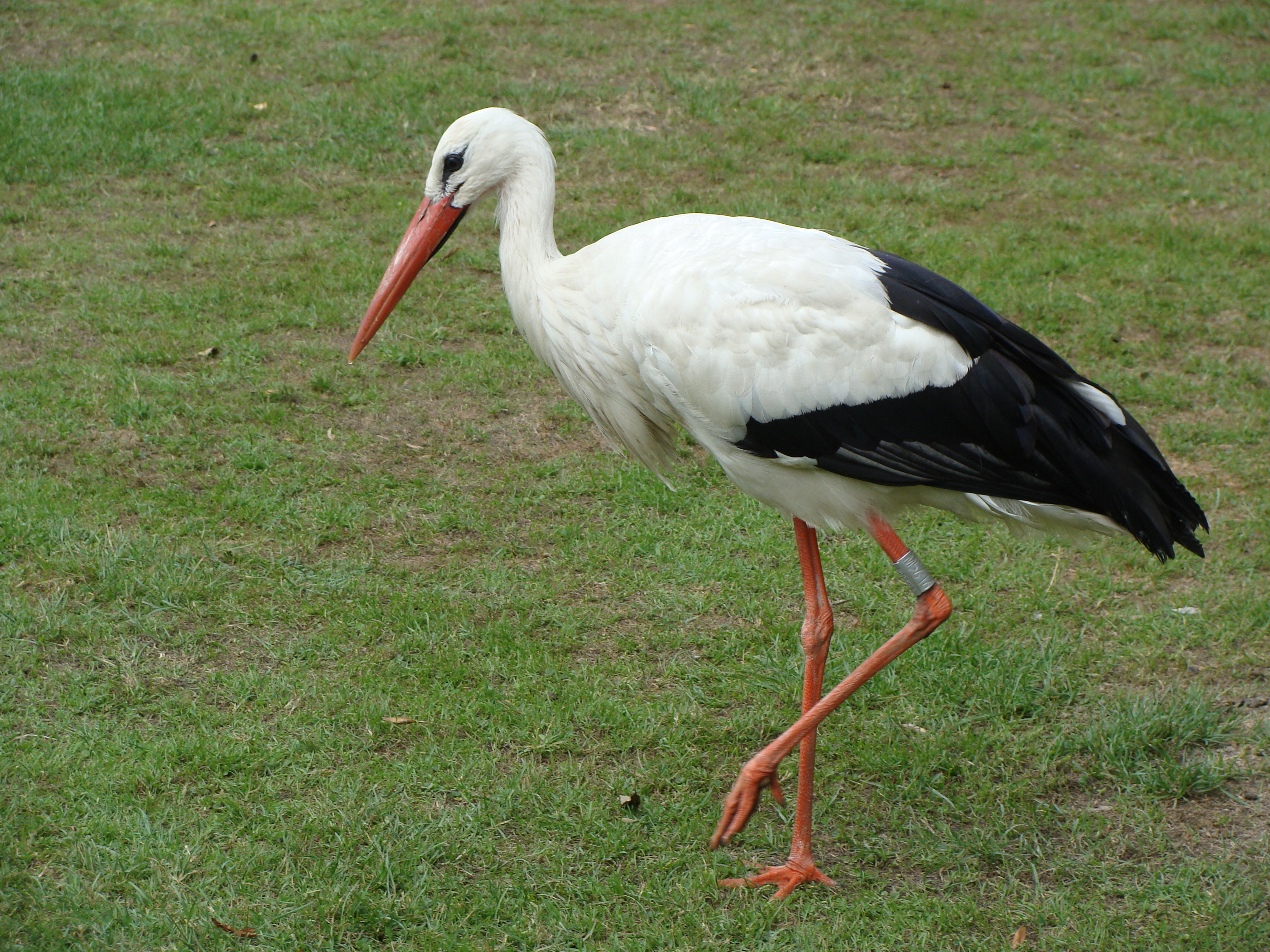 Stork