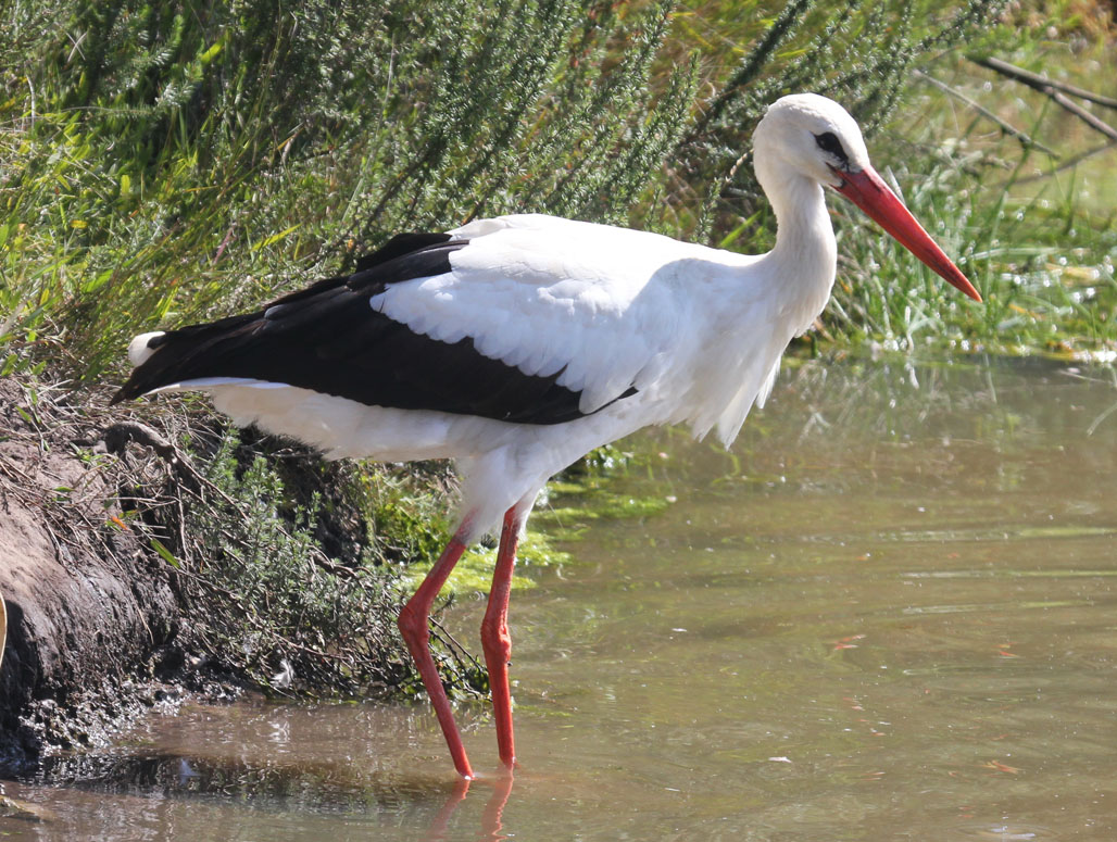 Cool Stork