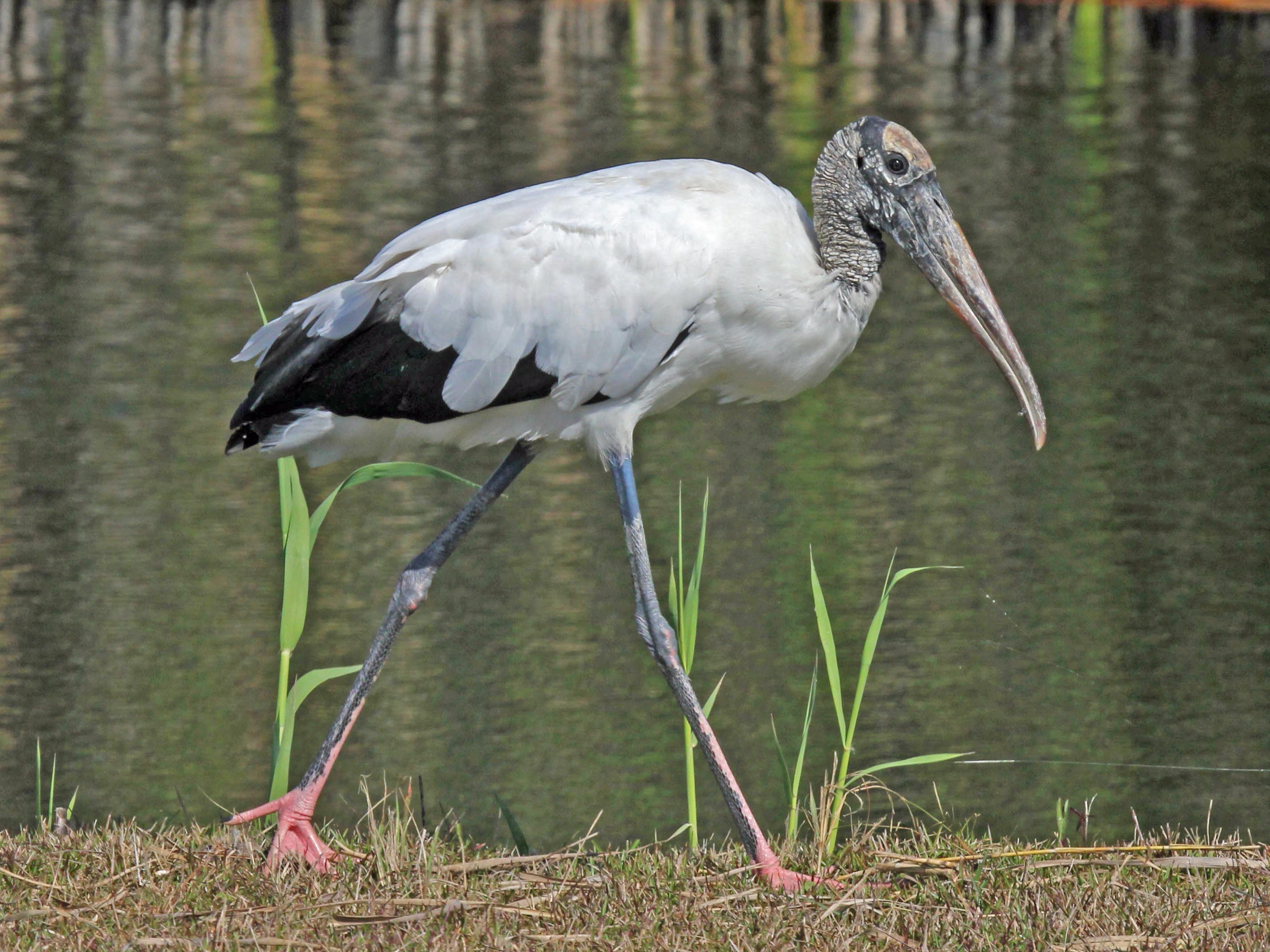 Pretty Stork