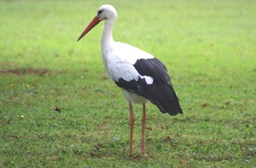 Cute Stork