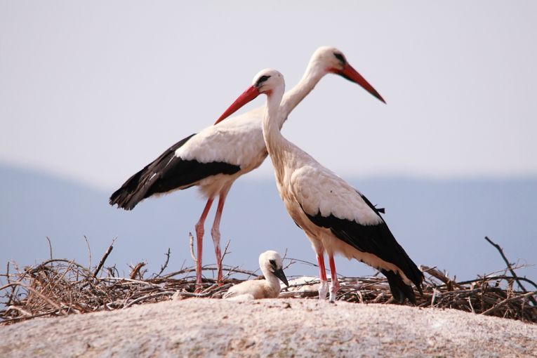Photo Stork