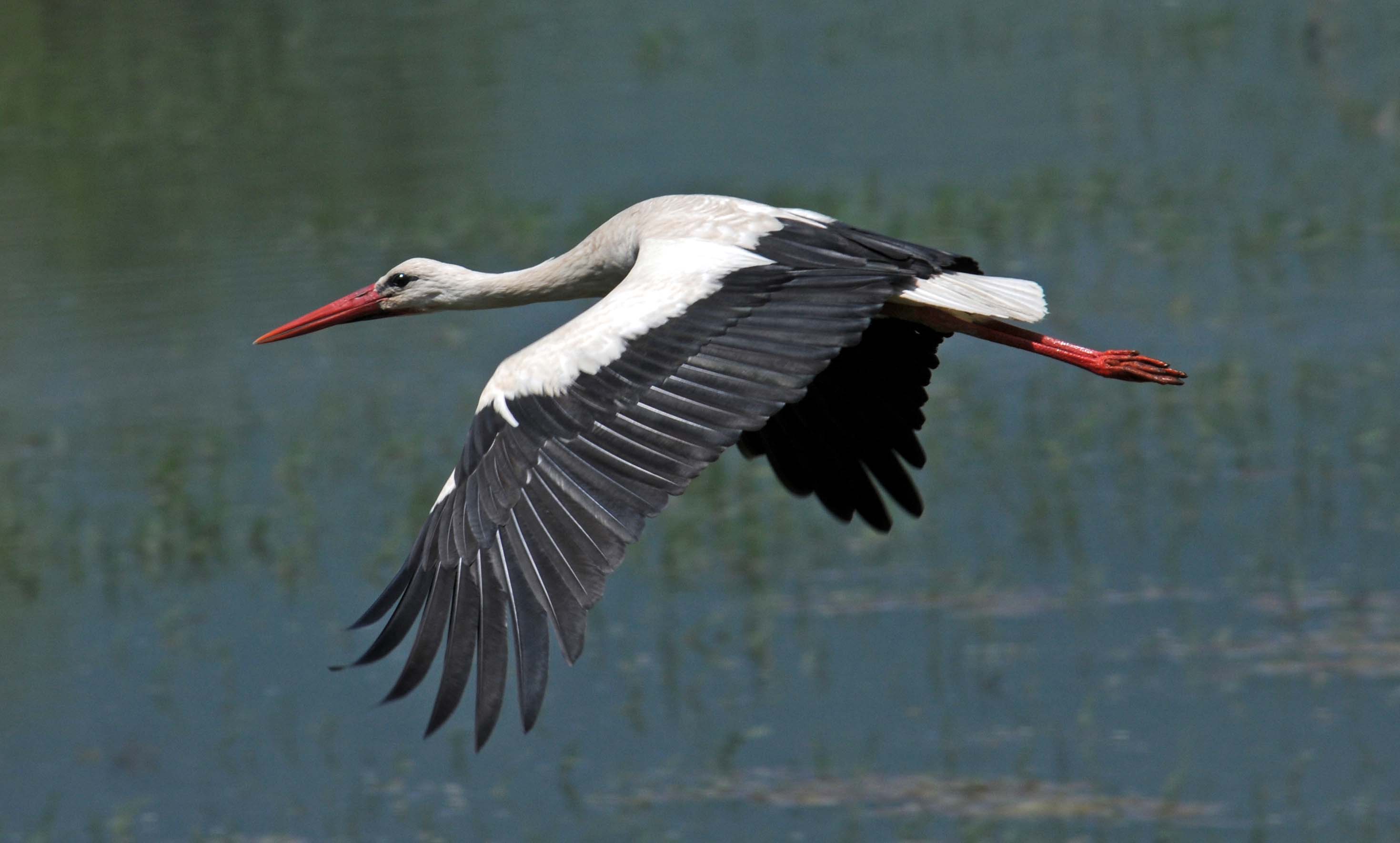 Stork wallpaper