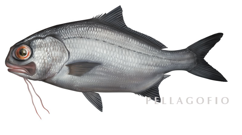 Pretty Stout beardfish