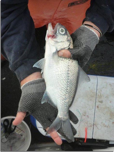 Pretty Stout beardfish
