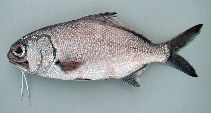 Pretty Stout beardfish