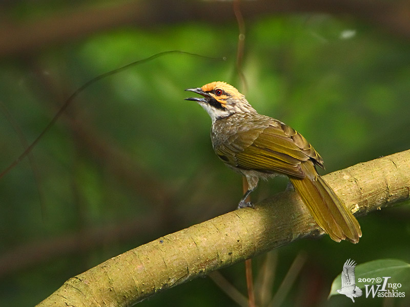 Straw-headed bulbul