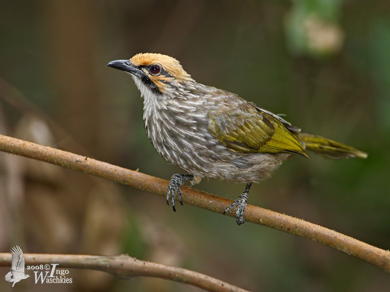 Pretty Straw-headed bulbul