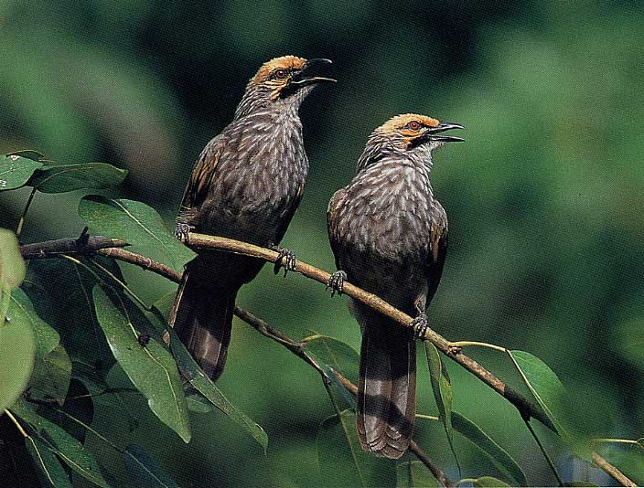 Pretty Straw-headed bulbul