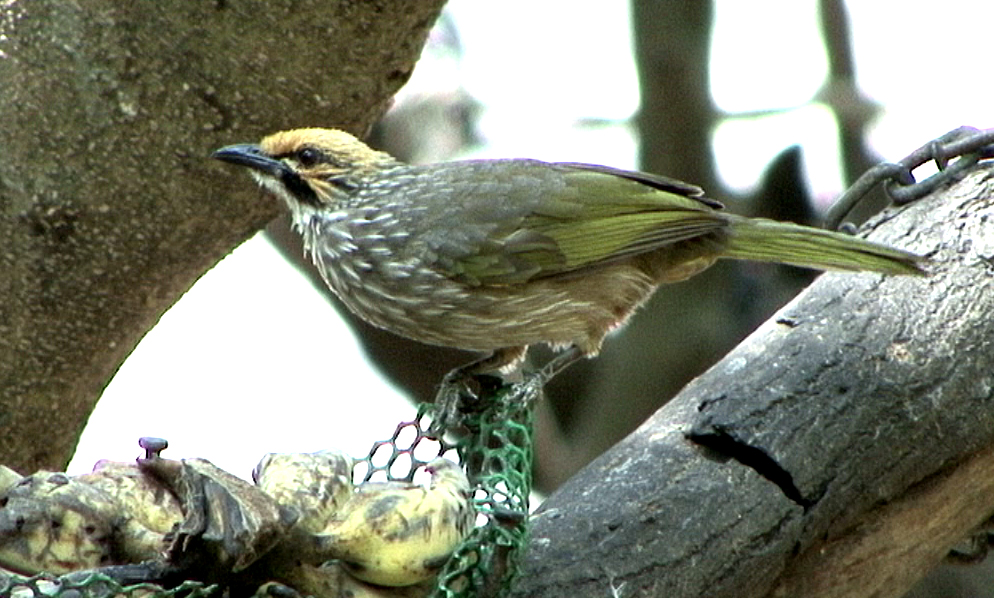 Pretty Straw-headed bulbul