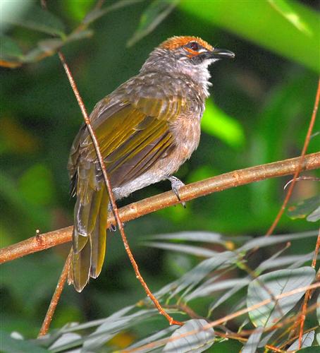 Pretty Straw-headed bulbul