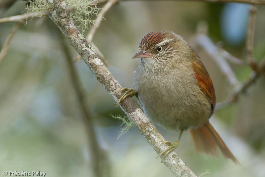 Streak-capped spinetail