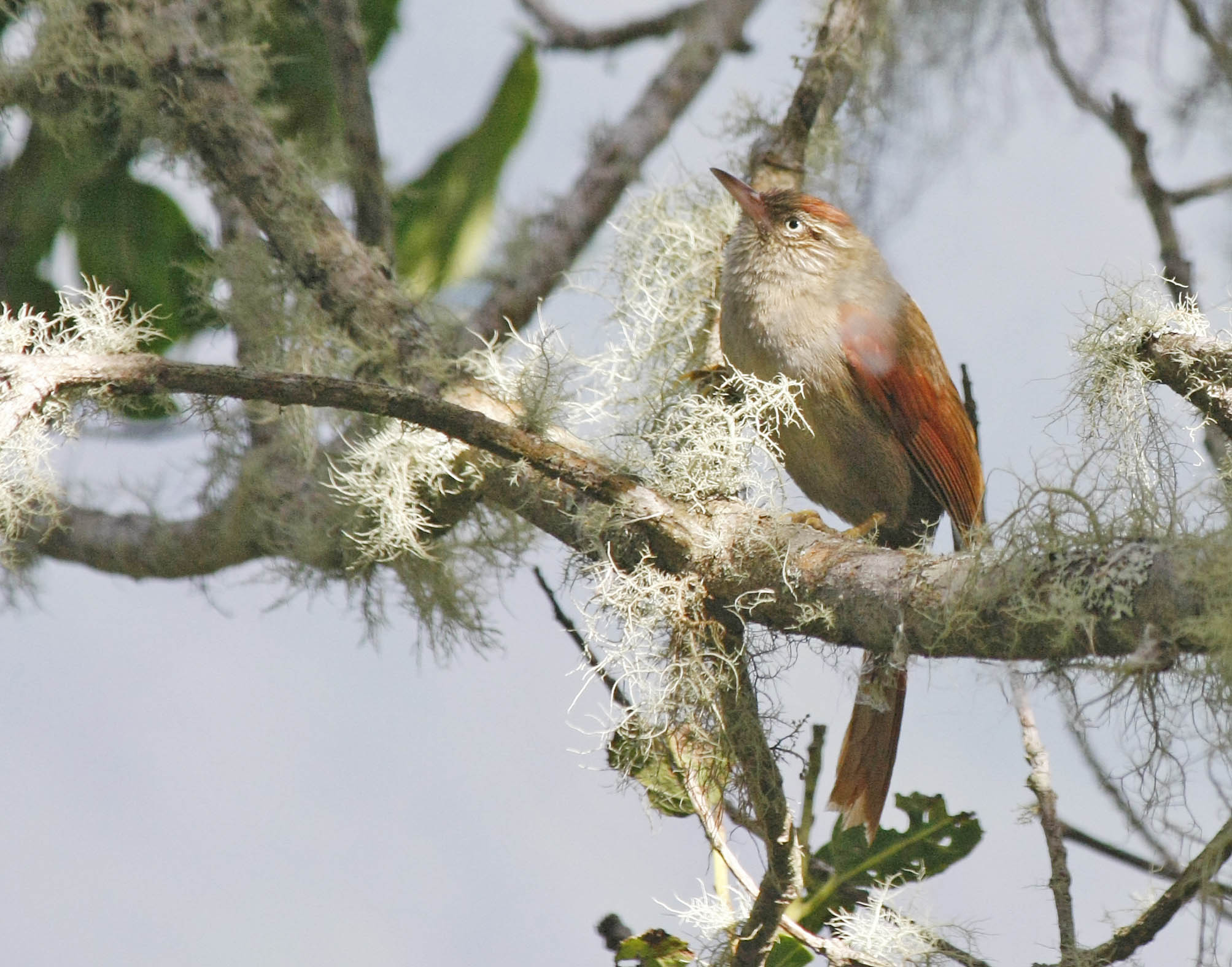 Pretty Streak-capped spinetail