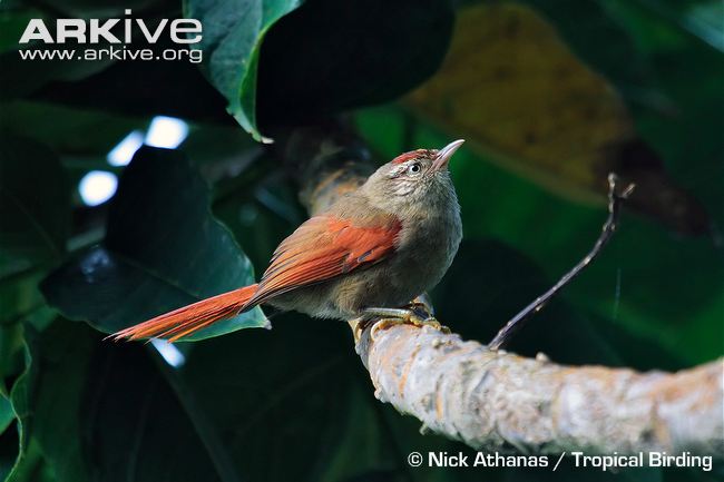 Pretty Streak-capped spinetail