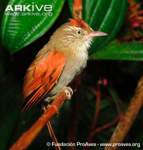 Pretty Streak-capped spinetail