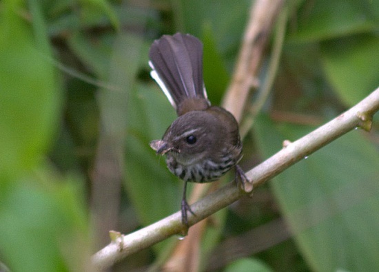 Streaked fantail