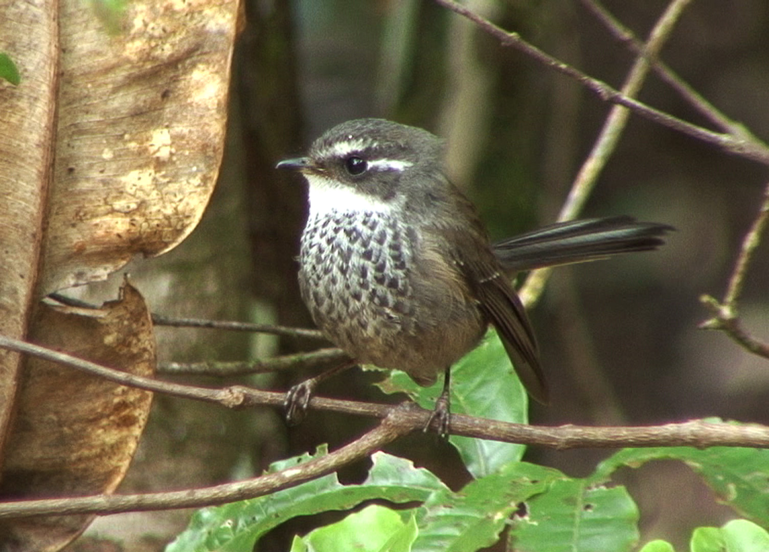 Pretty Streaked fantail