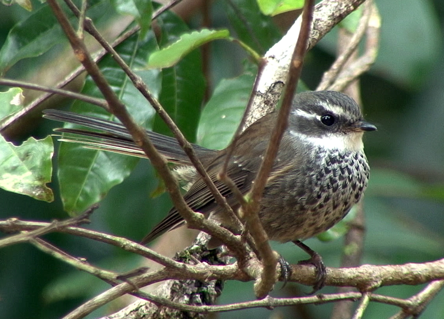 Pretty Streaked fantail