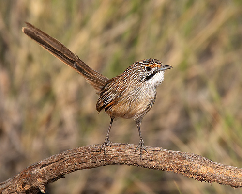 Striated grasswren