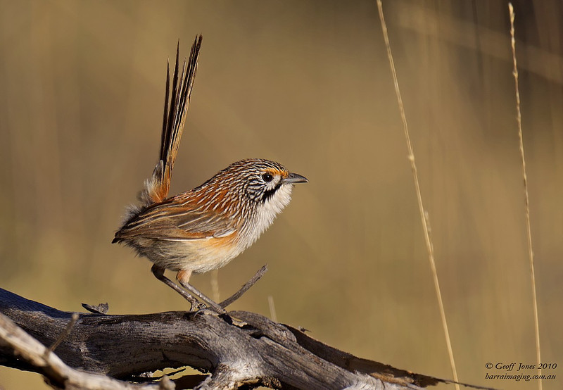 Pretty Striated grasswren