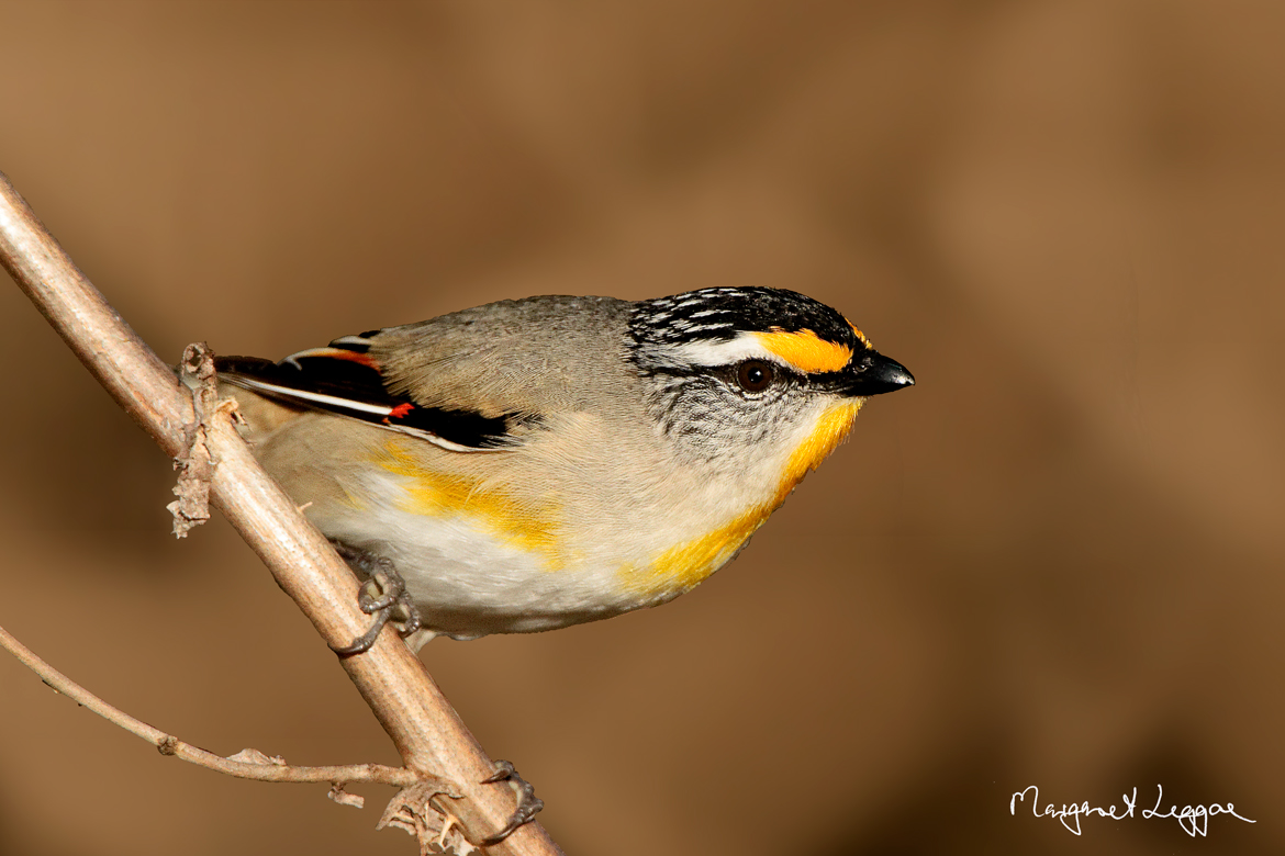 Pretty Striated pardalote
