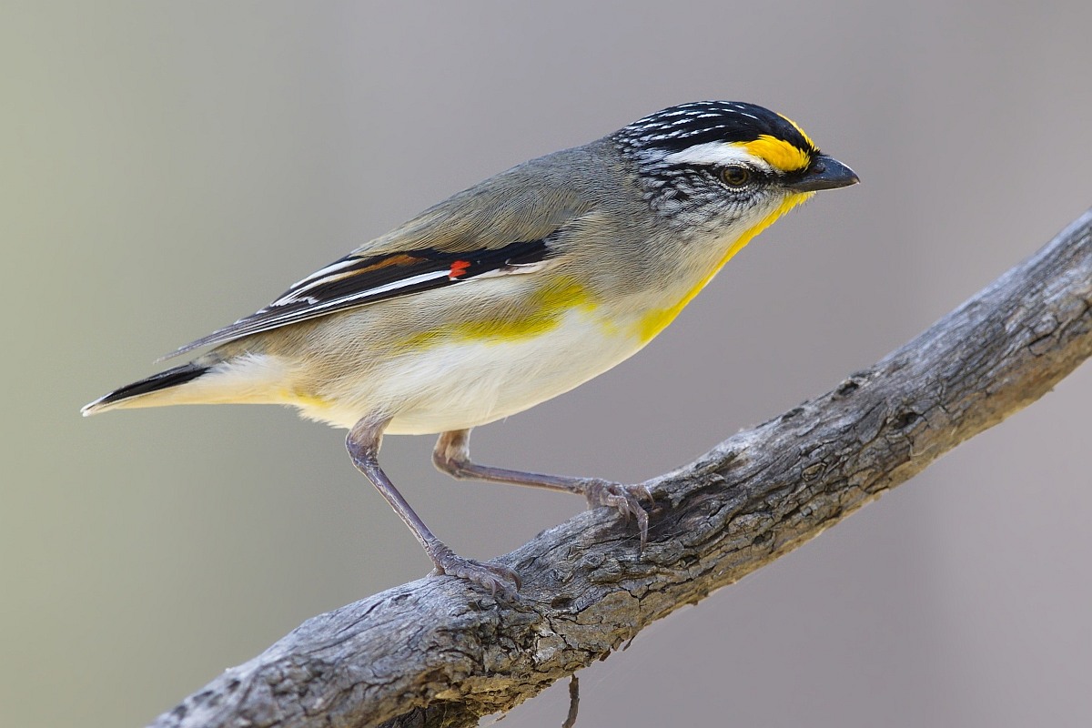 Pretty Striated pardalote