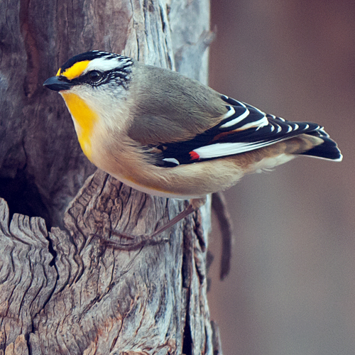 Pretty Striated pardalote