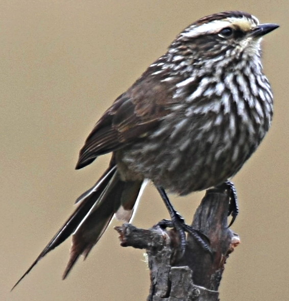 Striolated tit-spinetail