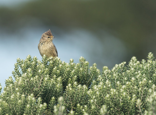 Pretty Striolated tit-spinetail