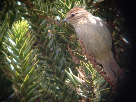 Pretty Striolated tit-spinetail