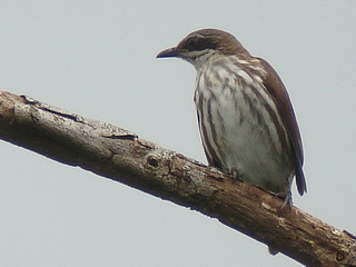 Pretty Stripe-breasted rhabdornis