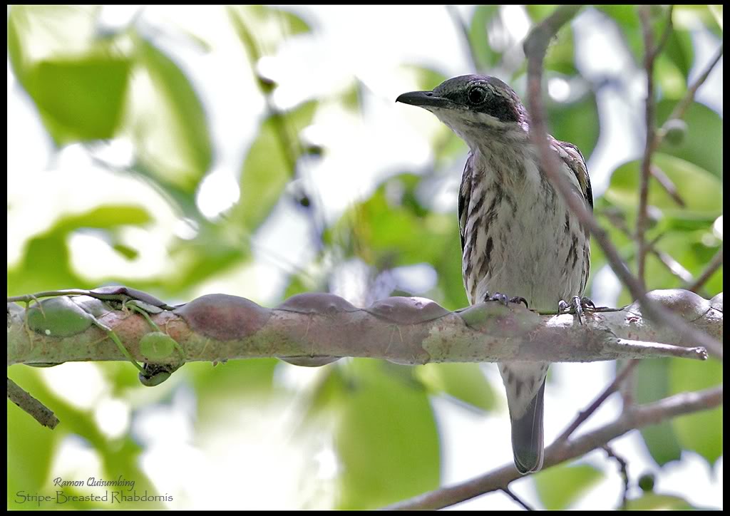 Pretty Stripe-breasted rhabdornis