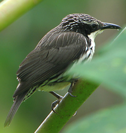 Pretty Stripe-breasted rhabdornis