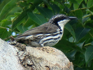 Pretty Stripe-headed rhabdornis
