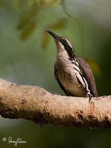 Pretty Stripe-headed rhabdornis
