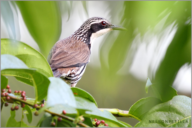 Pretty Stripe-headed rhabdornis