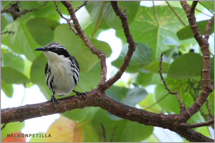 Pretty Stripe-headed rhabdornis