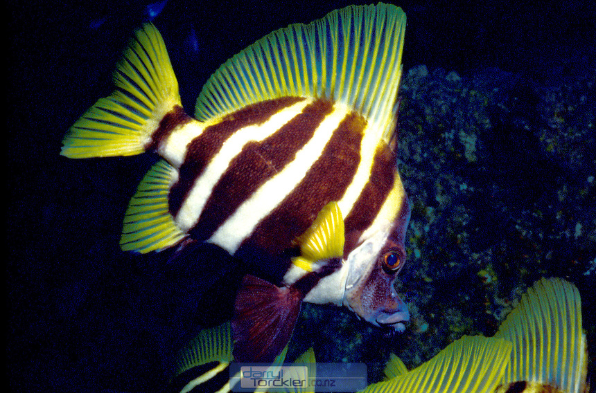 Striped boarfish