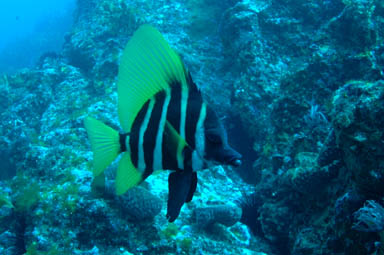 Pretty Striped boarfish